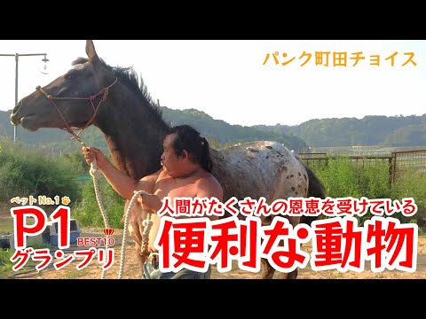 パンク町田様専用 変態ペット図鑑 | パンク町田 |本 | 通販 | Amazon