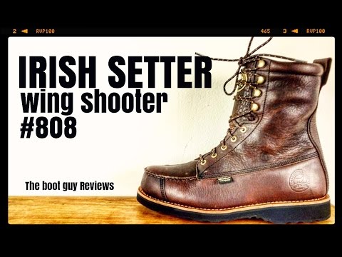 irish setter 854