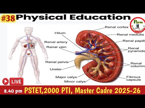 Live - #38/Excretory System Physical Education| Parm Sir | KVS • NVS • DSSSB • Master Cadre • PSTET