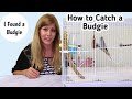 Gambar cover How to Catch a Lost Budgie from Outside | I Found a Budgie