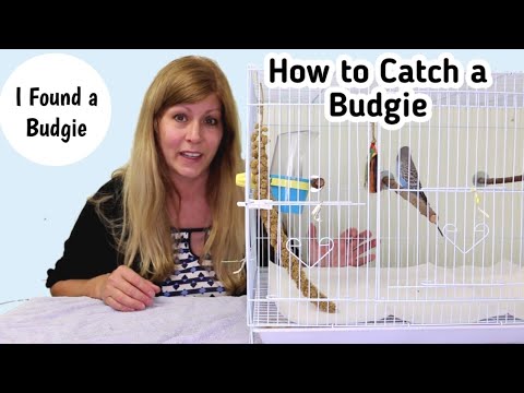 How to Catch a Lost Budgie from Outside | I Found a Budgie