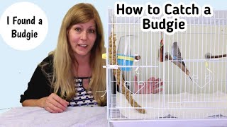 How to Catch a Lost Budgie from Outside | I Found a Budgie