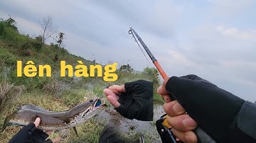 Lure cá lóc đập sông ray 25/10/2022✅️teamfishing