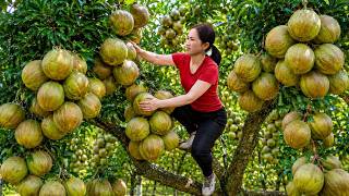 Harvesting Giant White Sapote to sell | Honest Rural Life And Market Journey | Off The Grid screenshot 4