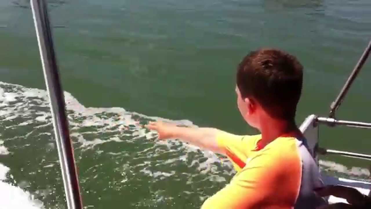 dolphin cruise fort myers