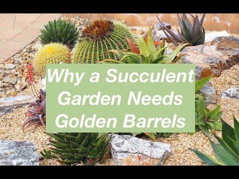 Vídeo: Arizona Barrel Cactus Info: Carin Para Arizona Barrel Cactos Em Jardins