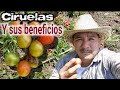 CIRUELAS DELICIOSAS QUE NOS REGALA EL CAMPO, OAXACA MEXICO