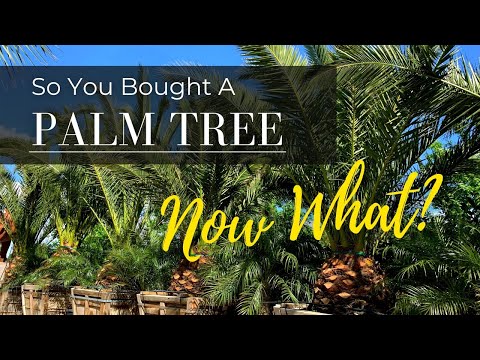 Video: Bagaimana Anda merawat pohon palem di California?