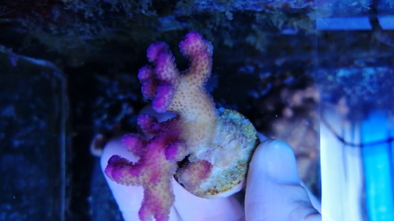 Stylophora pistillata pink coral gandalf