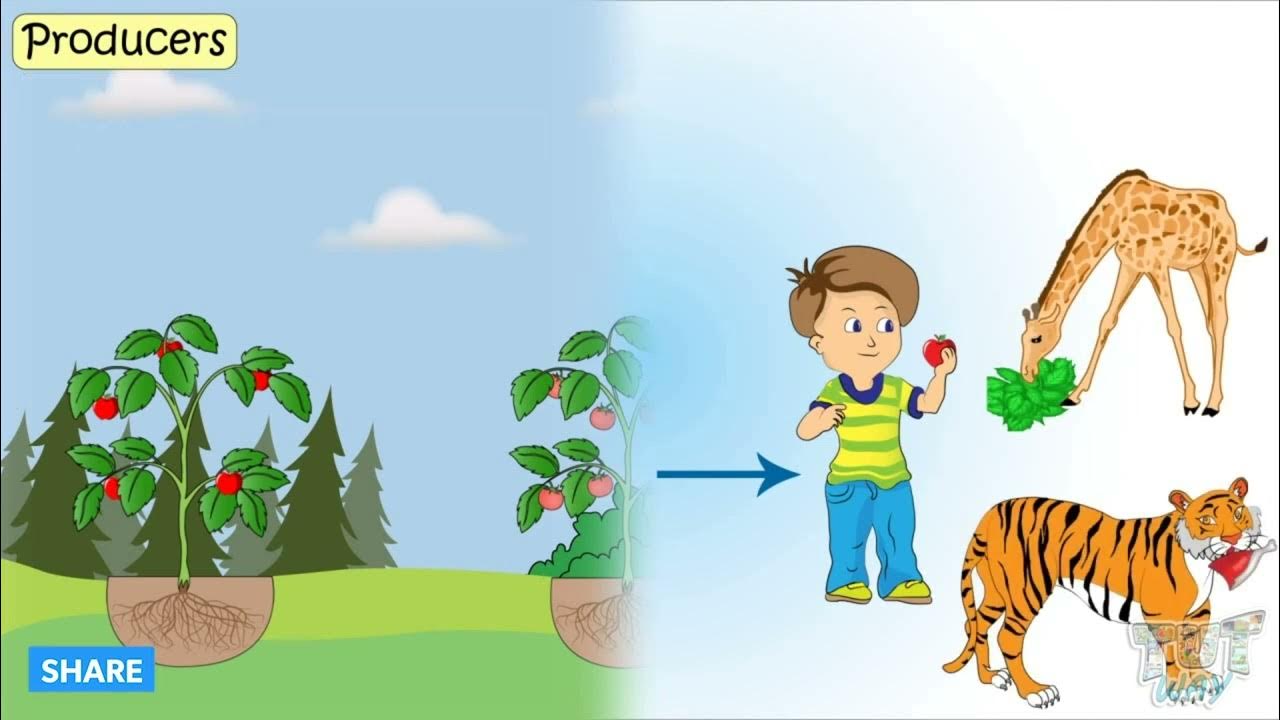 Habitat, Producers, Consumers Biology Diagrams
