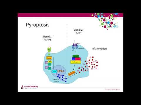 Video: Difference Between Apoptosis And Pyroptosis