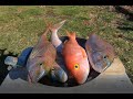 Scaling Fish With an Electric Fish Scaler  Bear Paw Electric Fish Scaler- 4K Resolution