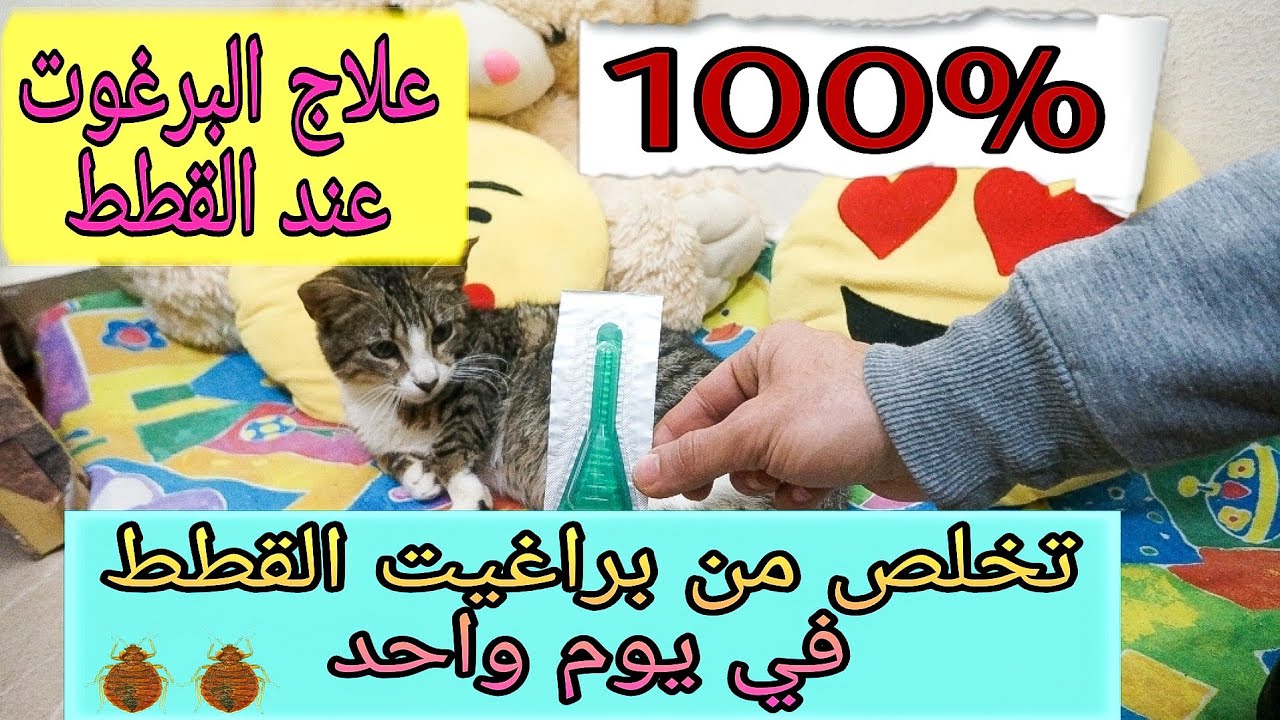 علاج براغيت القطط/دواء البرغوت عند القطط/تخلص من حشرات القطط/دواء فعال لعلاجه في  يوم واحد