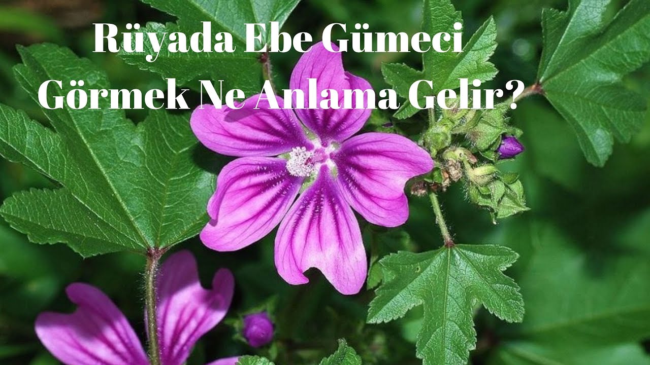 Ruyada Egzama Gormek Ne Anlama Gelir Ruyada Egzama Gorme Youtube