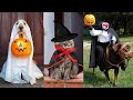 Creative Halloween Costumes For Pets | Dog and Cat Halloween Costumes Compilation 2020