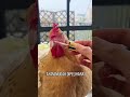 Ayam Kini Jadi Hewan Peliharaan Terpopuler di Cina #shorts