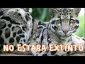 10 Animales que se creían extintos, pero que han reaparecido - Hey Arnoldo