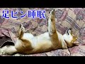 変な体勢で寝る豆柴ふく、人をアゴで使う #69