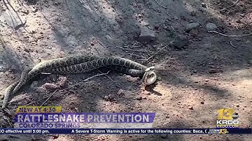 Rattle snake season is here, Colorado experts give prevention tips ahead of fourth of July ...