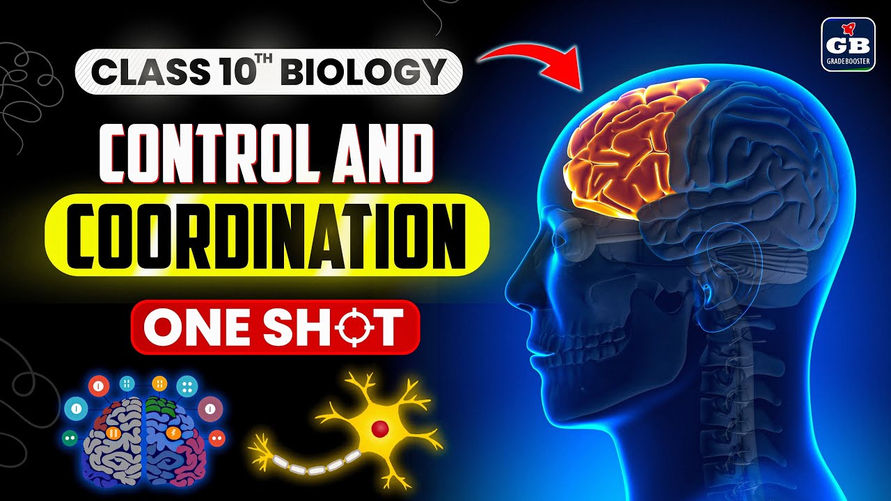 Control and Coordination | Class 10 Biology | Animated Explanation ...