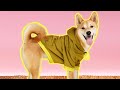 DIY PET HOODIE PATTERN Easy Sewing Project DIY PET HOODIE PATTERN Easy Sewing Project
