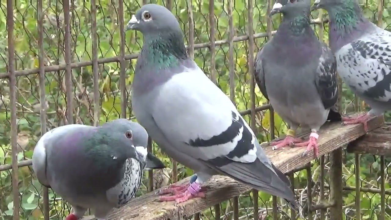 Columbofil dl Nicu Bizdrigheanu Urziceni Romania porumbei reproductie 18 oct 2025 part 1