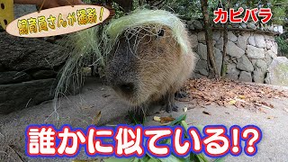 カピバラ！びっくりビフォーアフター！