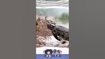 Viral! Monyet Is Hero 🔥 Monyet vs Buaya || #fyp #shorts #hiburan