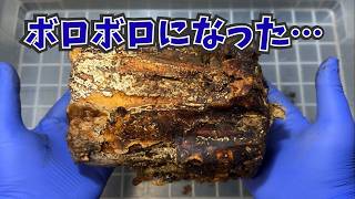 １回目は撃沈…２回目の産卵セットの結果は？（タランドゥスオオツヤクワガタの産卵セット）