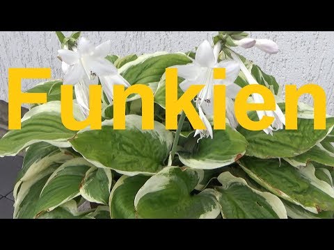 Video: Muss ich Hostas vor Frost schützen?