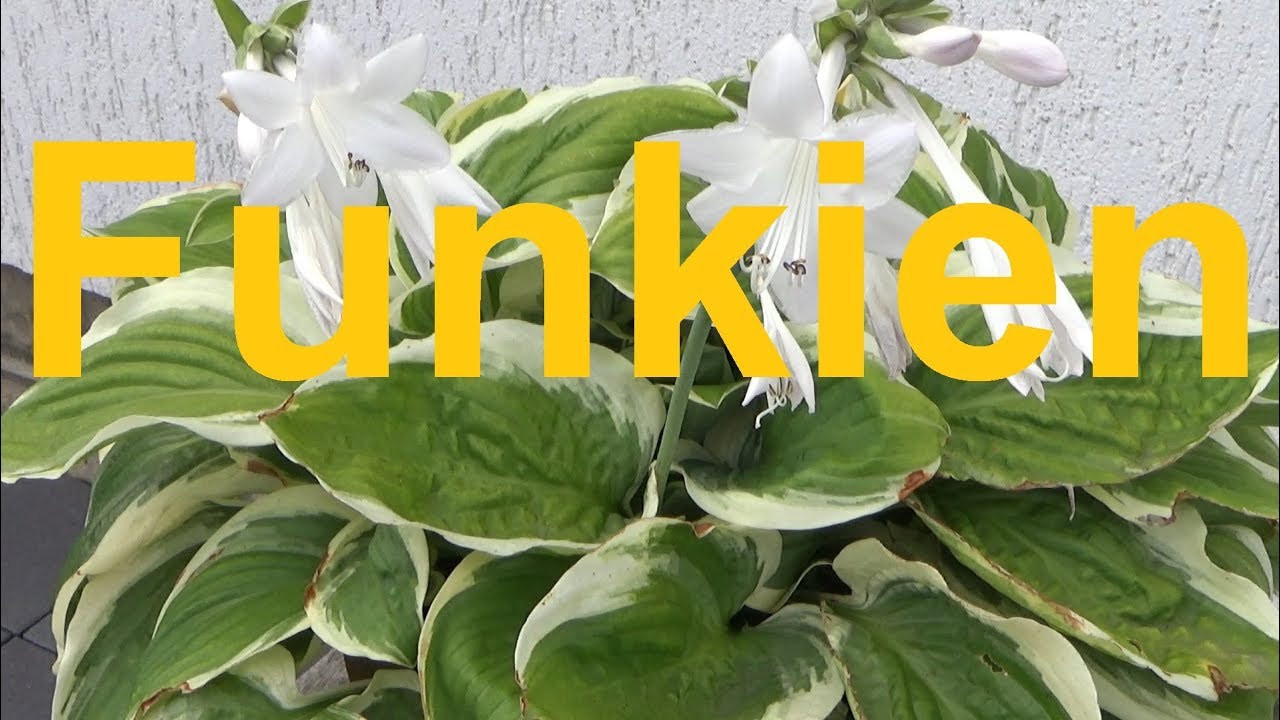 Funkien pflege gieen dngen vermehren Standort berwintern Schnecken Hosta