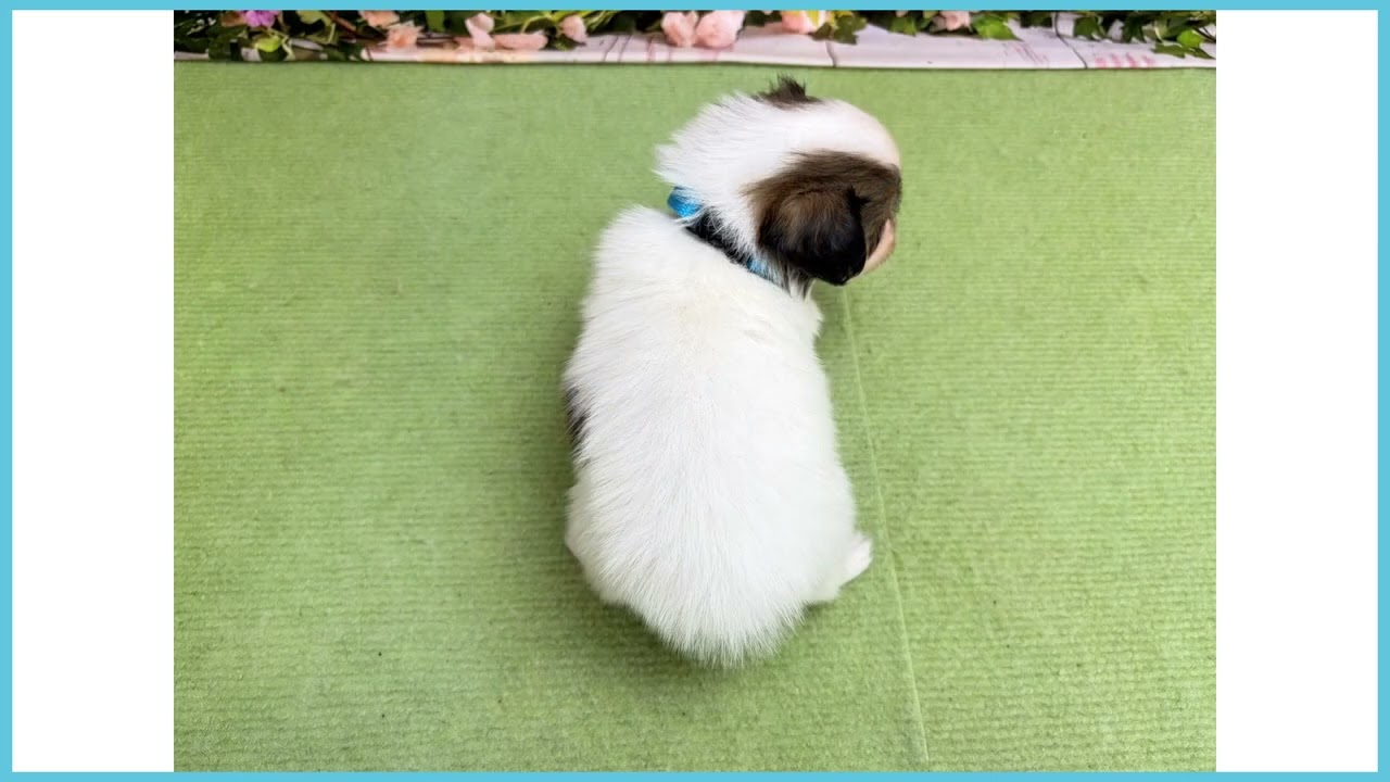 769238 パピヨン - YouTube