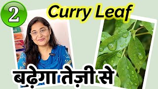 HOW TO GROW HEALTHY BUSHY CURRY PATTA PLANT कड़ी पत्ते की देखभाल और घना कैसे बनाए #curryleaves