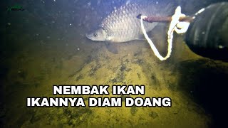 MUDAHNYA NEMBAK IKAN MALAM HARI, IKANNYA TIDUR 😂 | SPEARFISHING