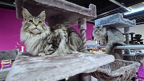 Petrebels cat trees - Parklane 175