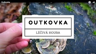 #38 Outkovka pestrá - pomáhá při rakovině