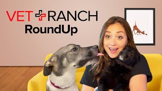 SHELTER RAID! Did we bite off more than we can chew this week? Never. by Vet Ranch RoundUp 44,367 views 2 years ago 24 minutes