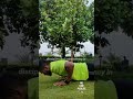 Day 1 - 30 days pushup challenge.  #pushupchallenge #consistency #shorts #reels #explore #fitness