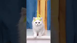 Telekitties
