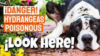 CAUTION❗ Hydrangeas are POISONOUS to Dogs and Cats🐶🐱