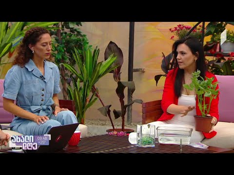 #ახალიდღე როგორ ვიზრუნოთ ქოთნის მცენარეებზე, თუ შვებულების დროს მათი სახლში დატოვება გვიწევს?