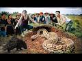 72 Dangerous Hours During Fish Harvesting - Giant Pythons Lurk Underground to Ambush Hedgehogs 😱