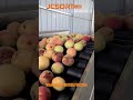 Peach weight sorting machine, peach grader, peach calibration machine #fruitgradingmachine