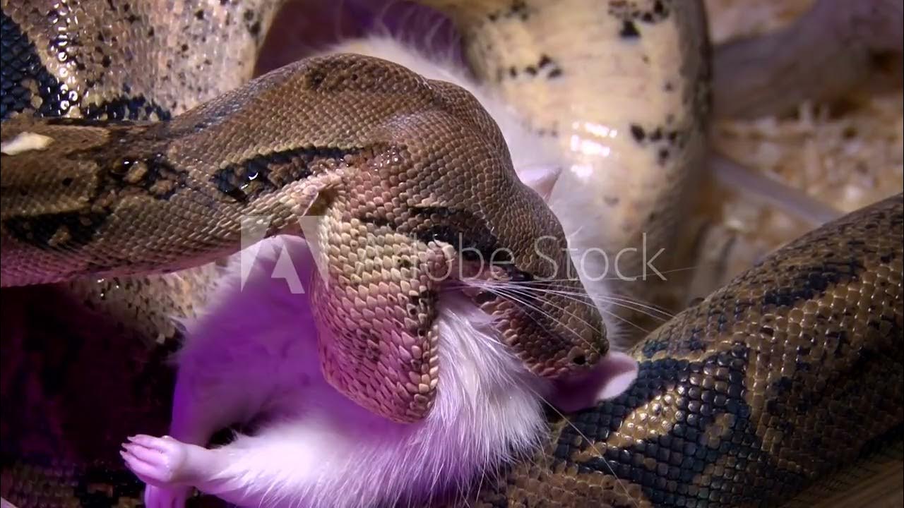 snake squeeze - YouTube