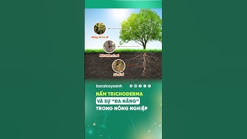 NẤM TRICHODERMA - “TRỢ THỦ” ĐẮC LỰC TRONG CANH TÁC CÂY TRỒNG