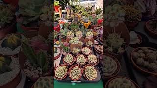 El Rincón de las Orquídeas. Jardín Botánico Nacional. #feria #plantas #negociosrd #orquideas #plants El Rincón de las Orquídeas. Jardín Botánico Nacional. #feria #plantas #negociosrd #orquideas #plants