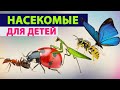 Учим насекомых. Учим с маленькими детьми названия насекомых и их звуки. Видео для малышей.