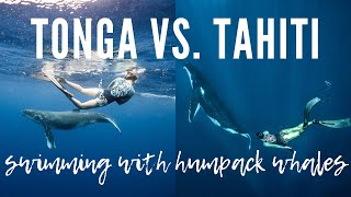TONGA VS. TAHITI: Where to swim with humpback whales?