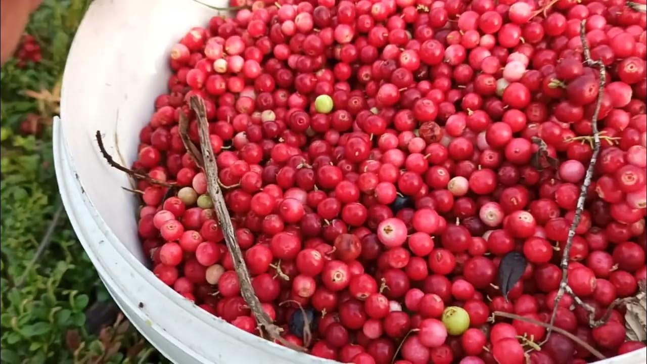 Ягоды ленобласть клюква. Пауки для помощи сборки клюквы. Остров в курске клюква. Клюква болотная. Сбор ягод в лесу.