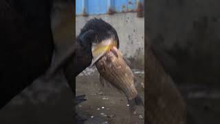 Have You Ever Seen A Cormorant Eat A Fish Bigger Than Its Own Head?